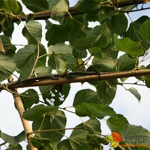 Tilia europaea 'Pallida' ST. 225 18-20 C. Lei - afbeelding 1