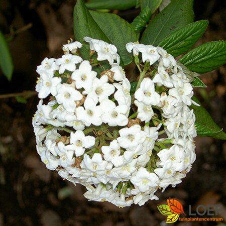 Viburnum burkw. 'Anne Russell' - afbeelding 1