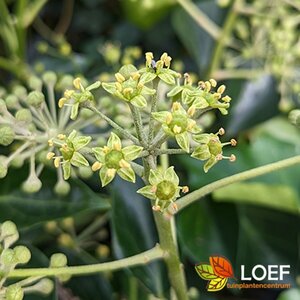 Hedera helix 'Arborescens' - afbeelding 2