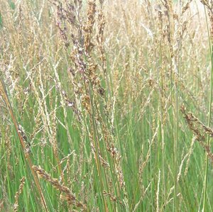 Molinia caerulea 'Heidezwerg' P9