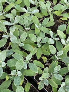 Stachys byzantina 'Silver Carpet' C2