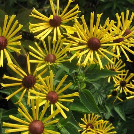 Rudbeckia submentosa 'Henry Eilers' P9 - afbeelding 1