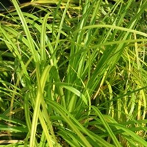 Carex oshimensis 'Evergreen' P9 - afbeelding 2
