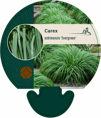 Carex oshimensis 'Evergreen' P9 - afbeelding 1