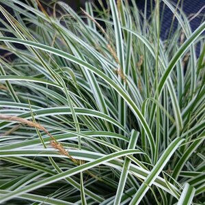 Carex oshimensis 'Evergreen' P9 - afbeelding 2