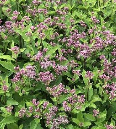 Eupatorium maculatum 'Phantom' P9 - afbeelding 2