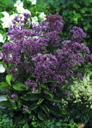 Eupatorium maculatum 'Phantom' P9 - afbeelding 3