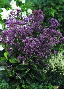 Eupatorium maculatum 'Phantom' P9 - afbeelding 3
