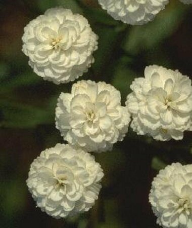 Achillea ptarmica P9 - afbeelding 3