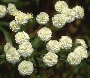 Achillea ptarmica P9 - afbeelding 4