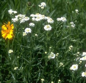 Achillea ptarmica P9