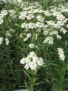Achillea ptarmica P9 - afbeelding 2