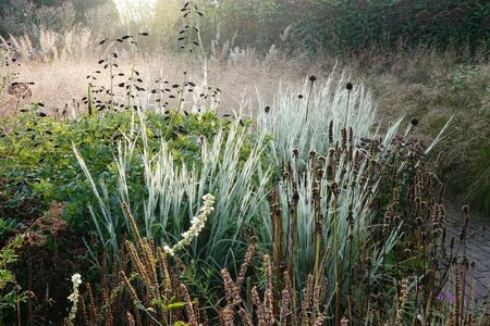 Schizachyrium scoparium 'Ha Ha Tonka' P9 - afbeelding 4