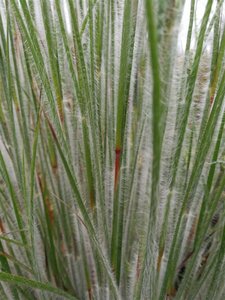 Schizachyrium scoparium 'Ha Ha Tonka' P9