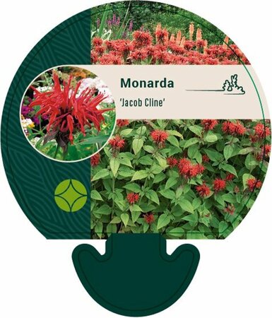 Monarda 'Jacob Cline' P9 - afbeelding 1
