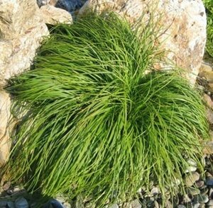 Carex caryophyllea 'the Beatles' P9