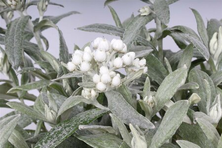 Anaphalis tripl. 'Silberregen' P9