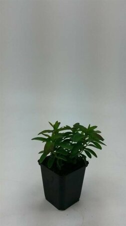 Hypericum calycinum P9 - afbeelding 15