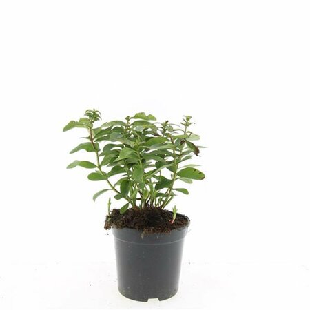 Hypericum calycinum P9 - afbeelding 5