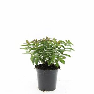 Hypericum calycinum P9 - afbeelding 6