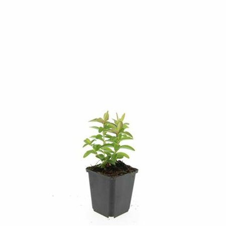 Hypericum calycinum P9 - afbeelding 16
