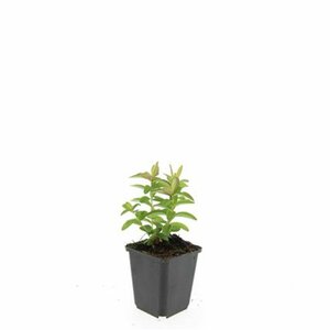 Hypericum calycinum P9 - afbeelding 16