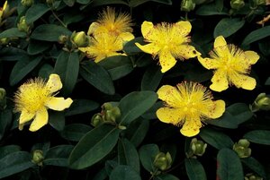 Hypericum calycinum P9 - afbeelding 25