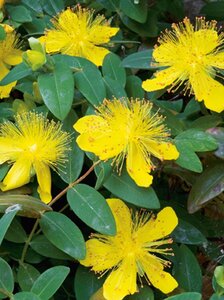 Hypericum calycinum P9 - afbeelding 10