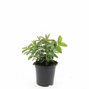 Hypericum calycinum P9 - afbeelding 7