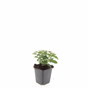 Hypericum calycinum P9 - afbeelding 13