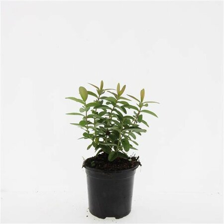 Hypericum calycinum P9 - afbeelding 8