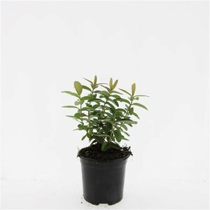 Hypericum calycinum P9 - afbeelding 8