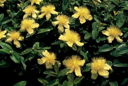 Hypericum calycinum P9 - afbeelding 14