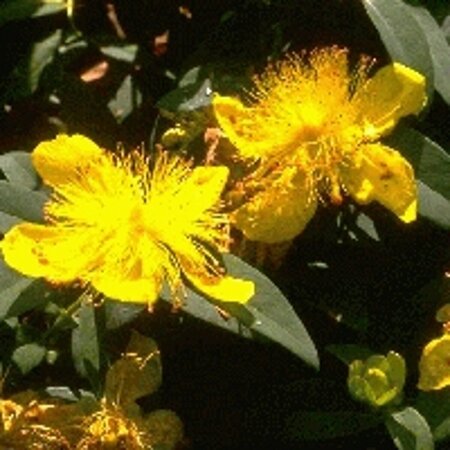 Hypericum calycinum P9 - afbeelding 11