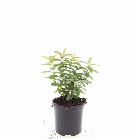 Hypericum calycinum P9 - afbeelding 9