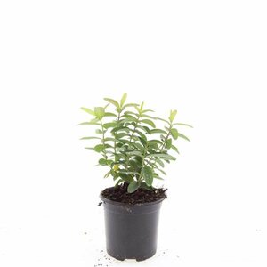 Hypericum calycinum P9 - afbeelding 9