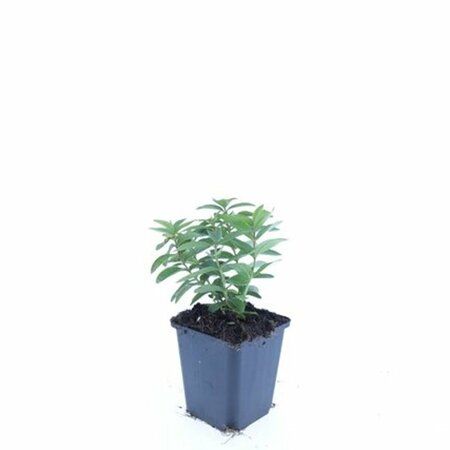 Hypericum calycinum P9 - afbeelding 18