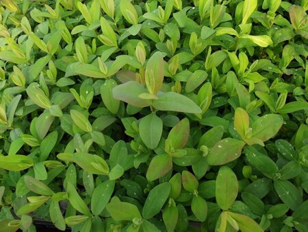 Hypericum calycinum P9 - afbeelding 26