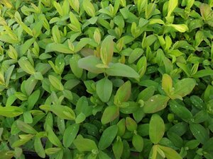 Hypericum calycinum P9 - afbeelding 26