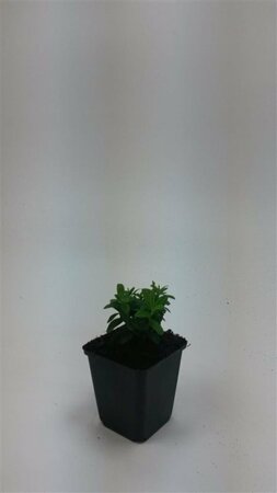 Hypericum calycinum P9 - afbeelding 21