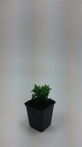 Hypericum calycinum P9 - afbeelding 21