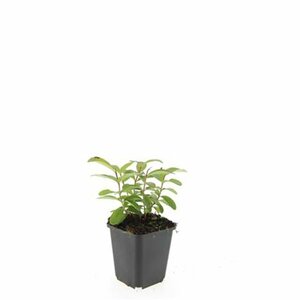 Hypericum calycinum P9 - afbeelding 22