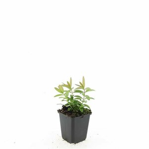 Hypericum calycinum P9 - afbeelding 23