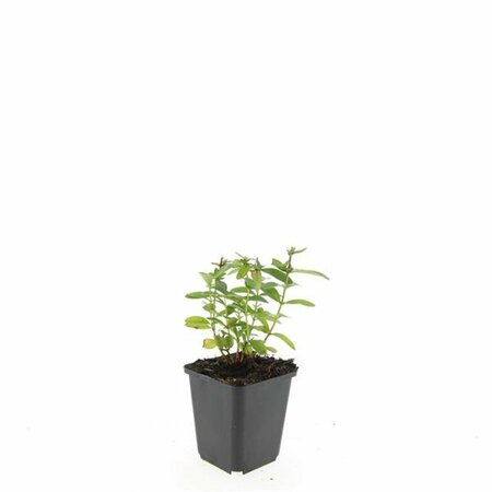 Hypericum calycinum P9 - afbeelding 24