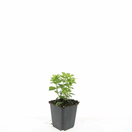 Hypericum calycinum P9 - afbeelding 3