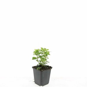 Hypericum calycinum P9 - afbeelding 3