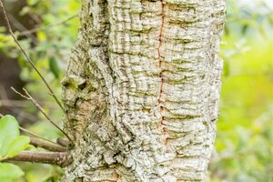Quercus suber 350/400 C. Meerstammig