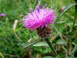 Centaurea scabiosa P9