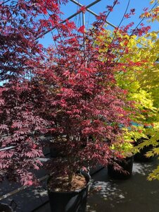 Acer palmatum 'Trompenburg' 250/275 C.