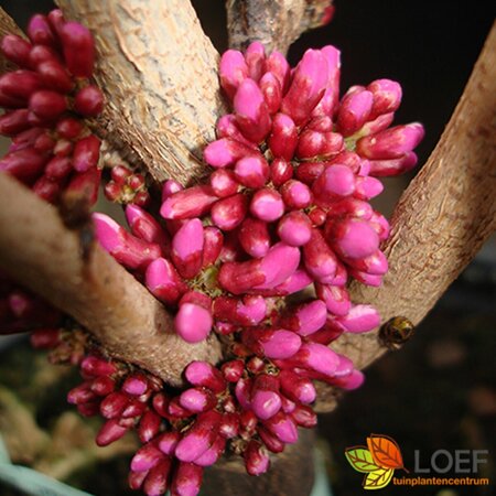 Cercis chinensis 'Avondale'